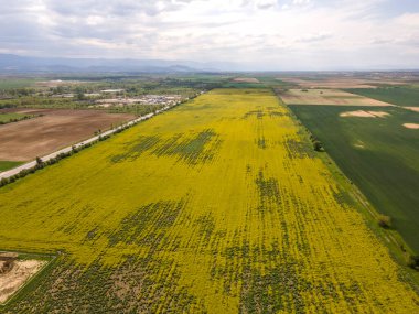 Bulgaristan 'ın Filibe Bölgesi' nin Kostievo köyü yakınlarındaki Blooming tecavüz tarlasının hava manzarası