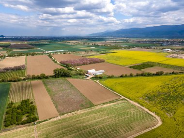 Bulgaristan 'ın Filibe Bölgesi' nin Kostievo köyü yakınlarındaki Blooming tecavüz tarlasının hava manzarası