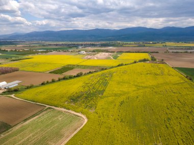 Bulgaristan 'ın Filibe Bölgesi' nin Kostievo köyü yakınlarındaki Blooming tecavüz tarlasının hava manzarası