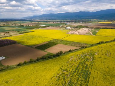 Bulgaristan 'ın Filibe Bölgesi' nin Kostievo köyü yakınlarındaki Blooming tecavüz tarlasının hava manzarası