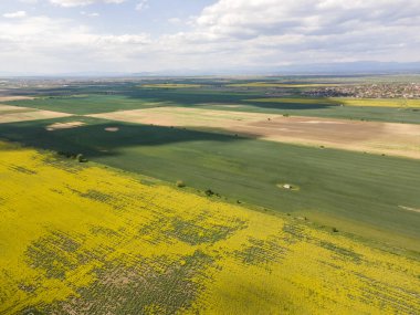 Bulgaristan 'ın Filibe Bölgesi' nin Kostievo köyü yakınlarındaki Blooming tecavüz tarlasının hava manzarası
