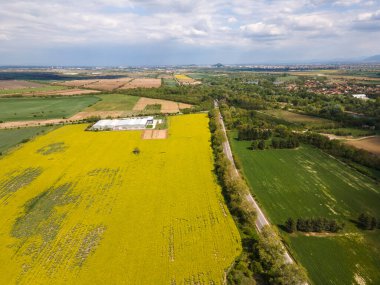 Bulgaristan 'ın Filibe Bölgesi' nin Kostievo köyü yakınlarındaki Blooming tecavüz tarlasının hava manzarası