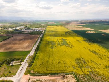 Bulgaristan 'ın Filibe Bölgesi' nin Kostievo köyü yakınlarındaki Blooming tecavüz tarlasının hava manzarası
