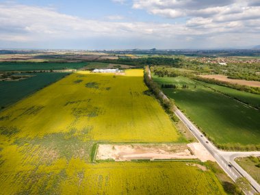 Bulgaristan 'ın Filibe Bölgesi' nin Kostievo köyü yakınlarındaki Blooming tecavüz tarlasının hava manzarası