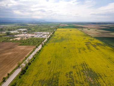 Bulgaristan 'ın Filibe Bölgesi' nin Kostievo köyü yakınlarındaki Blooming tecavüz tarlasının hava manzarası