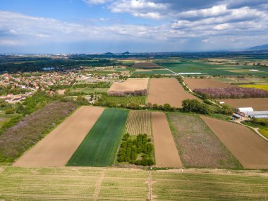 Bulgaristan 'ın Filibe Bölgesi' nin Kostievo köyü yakınlarındaki Blooming tecavüz tarlasının hava manzarası