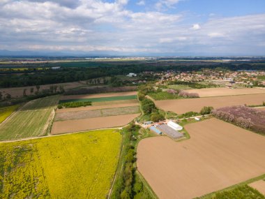 Bulgaristan 'ın Filibe Bölgesi' nin Kostievo köyü yakınlarındaki Blooming tecavüz tarlasının hava manzarası