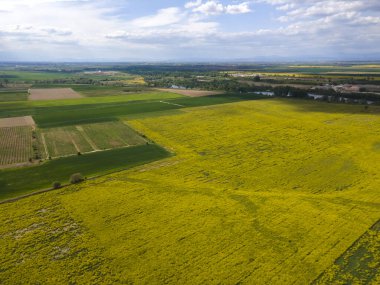 Bulgaristan 'ın Filibe Bölgesi' nin Kostievo köyü yakınlarındaki Blooming tecavüz tarlasının hava manzarası