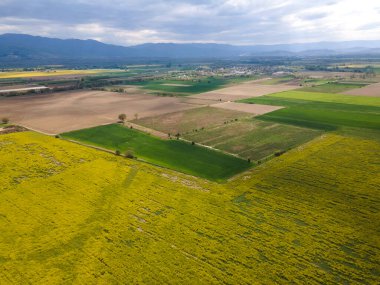 Bulgaristan 'ın Filibe Bölgesi' nin Kostievo köyü yakınlarındaki Blooming tecavüz tarlasının hava manzarası