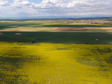 Bulgaristan 'ın Filibe Bölgesi' nin Kostievo köyü yakınlarındaki Blooming tecavüz tarlasının hava manzarası