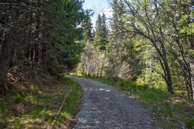 Bulgaristan 'ın Sofya Şehir Bölgesi Vitosha Dağı' ndaki Konyarnika bölgesinin bahar manzarası