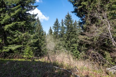 Bulgaristan 'ın Sofya Şehir Bölgesi Vitosha Dağı' ndaki Konyarnika bölgesinin bahar manzarası