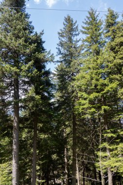 Bulgaristan 'ın Sofya Şehir Bölgesi Vitosha Dağı' ndaki Konyarnika bölgesinin bahar manzarası