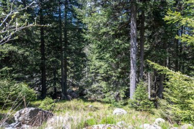 Bulgaristan 'ın Sofya Şehir Bölgesi Vitosha Dağı' ndaki Konyarnika bölgesinin bahar manzarası