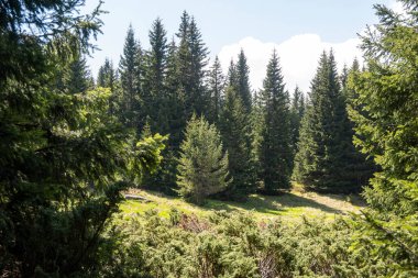 Bulgaristan 'ın Sofya Şehir Bölgesi Vitosha Dağı' ndaki Konyarnika bölgesinin bahar manzarası