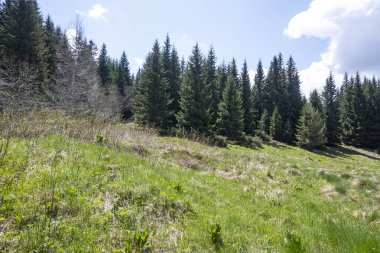 Bulgaristan 'ın Sofya Şehir Bölgesi Vitosha Dağı' ndaki Konyarnika bölgesinin bahar manzarası