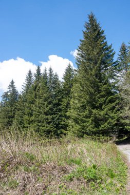 Bulgaristan 'ın Sofya Şehir Bölgesi Vitosha Dağı' ndaki Konyarnika bölgesinin bahar manzarası