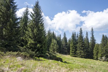 Bulgaristan 'ın Sofya Şehir Bölgesi Vitosha Dağı' ndaki Konyarnika bölgesinin bahar manzarası