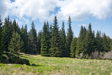 Bulgaristan 'ın Sofya Şehir Bölgesi Vitosha Dağı' ndaki Konyarnika bölgesinin bahar manzarası