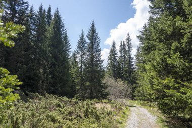 Bulgaristan 'ın Sofya Şehir Bölgesi Vitosha Dağı' ndaki Konyarnika bölgesinin bahar manzarası