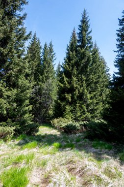 Bulgaristan 'ın Sofya Şehir Bölgesi Vitosha Dağı' ndaki Konyarnika bölgesinin bahar manzarası