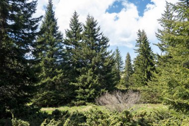 Bulgaristan 'ın Sofya Şehir Bölgesi Vitosha Dağı' ndaki Konyarnika bölgesinin bahar manzarası