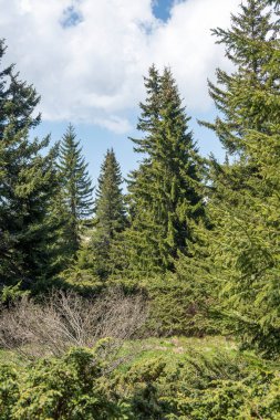 Bulgaristan 'ın Sofya Şehir Bölgesi Vitosha Dağı' ndaki Konyarnika bölgesinin bahar manzarası