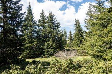 Bulgaristan 'ın Sofya Şehir Bölgesi Vitosha Dağı' ndaki Konyarnika bölgesinin bahar manzarası