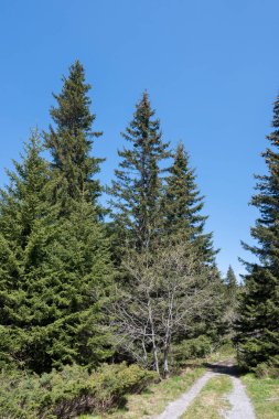 Bulgaristan 'ın Sofya Şehir Bölgesi Vitosha Dağı' ndaki Konyarnika bölgesinin bahar manzarası