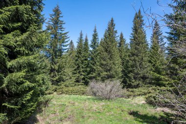 Bulgaristan 'ın Sofya Şehir Bölgesi Vitosha Dağı' ndaki Konyarnika bölgesinin bahar manzarası