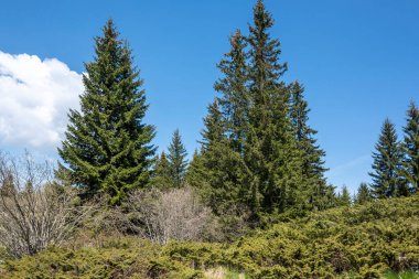 Bulgaristan 'ın Sofya Şehir Bölgesi Vitosha Dağı' ndaki Konyarnika bölgesinin bahar manzarası