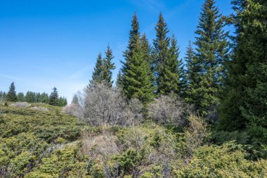 Bulgaristan 'ın Sofya Şehir Bölgesi Vitosha Dağı' ndaki Konyarnika bölgesinin bahar manzarası