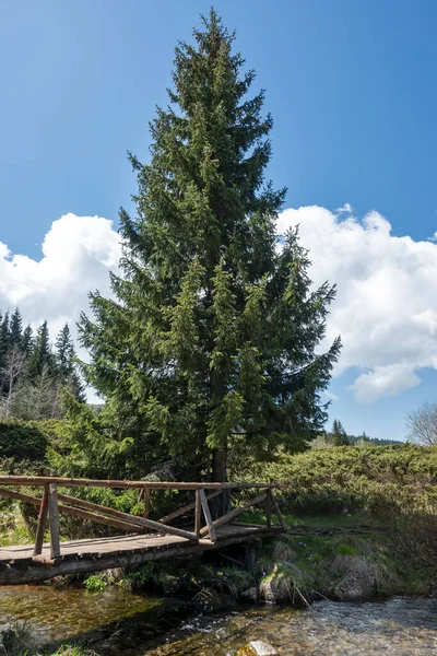 Bulgaristan 'ın Sofya Şehir Bölgesi Vitosha Dağı' ndaki Konyarnika bölgesinin bahar manzarası