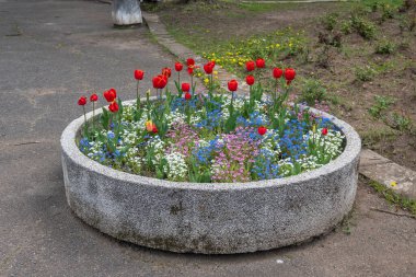 Bulgaristan 'ın başkenti Sofya' daki South Park 'ta İlkbahar Çiçekleri