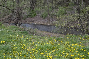 Bulgaristan 'ın başkenti Sofya' daki South Park 'ta İlkbahar Çiçekleri