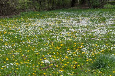 Bulgaristan 'ın başkenti Sofya' daki South Park 'ta İlkbahar Çiçekleri