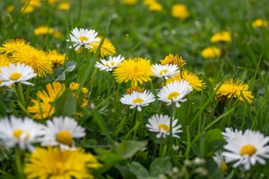 Bulgaristan 'ın başkenti Sofya' daki South Park 'ta İlkbahar Çiçekleri