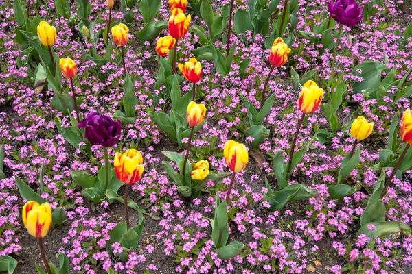 Дивовижні Весняні Квіти Південному Парку Місті Софія Болгарія — стокове фото