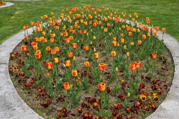 stock image Amazing Spring flowers at South Park in city of Sofia, Bulgaria