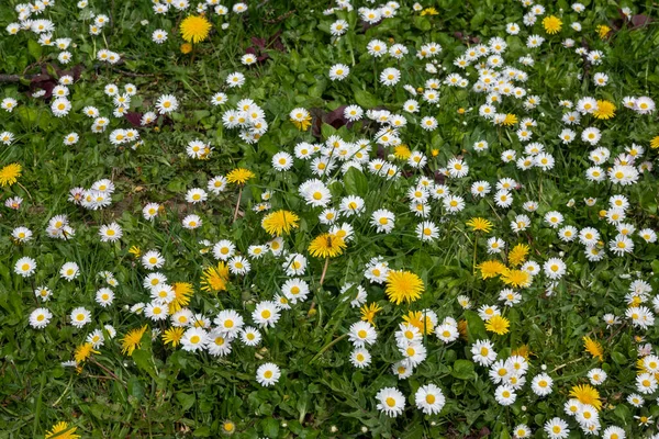 stock image Amazing Spring flowers at South Park in city of Sofia, Bulgaria