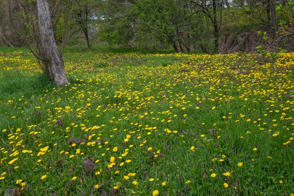 Erstaunliche Frühlingsblumen South Park Sofia Bulgarien — Stockfoto