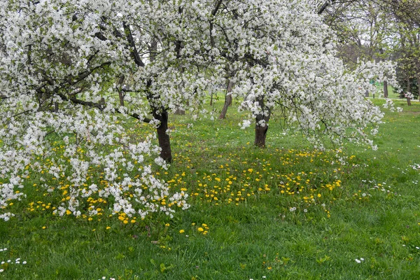 Niesamowite Wiosenne Kwiaty South Park Sofia Bułgaria — Zdjęcie stockowe