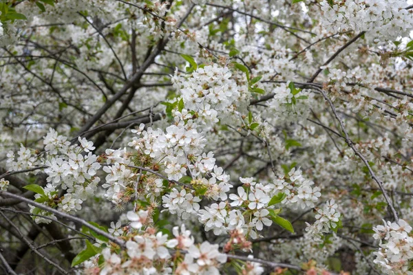 Удивительные Весенние Цветы Южном Парке Городе София Болгария — стоковое фото