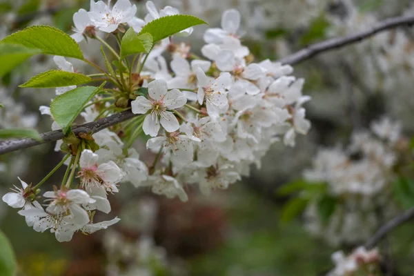 Úžasné Jarní Květiny South Parku Sofii Bulharsko — Stock fotografie