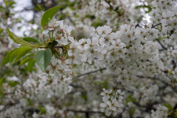Úžasné Jarní Květiny South Parku Sofii Bulharsko — Stock fotografie