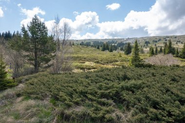 Bulgaristan 'ın Sofya Şehir Bölgesi Vitosha Dağı' ndaki Konyarnika bölgesinin bahar manzarası