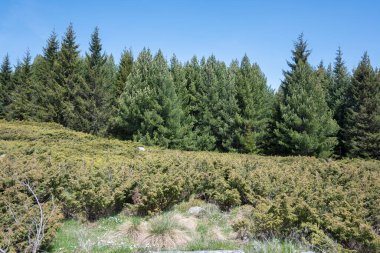 Bulgaristan 'ın Sofya Şehir Bölgesi Vitosha Dağı' ndaki Konyarnika bölgesinin bahar manzarası