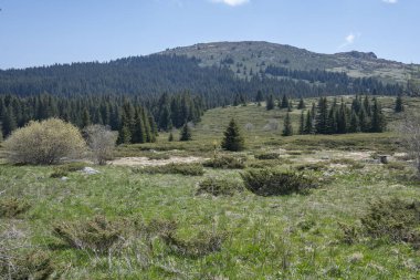 Bulgaristan 'ın Sofya Şehir Bölgesi Vitosha Dağı' ndaki Konyarnika bölgesinin bahar manzarası