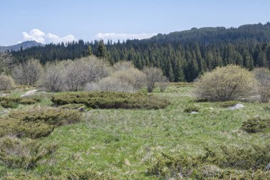 Bulgaristan 'ın Sofya Şehir Bölgesi Vitosha Dağı' ndaki Konyarnika bölgesinin bahar manzarası