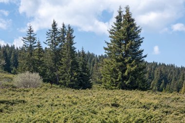 Bulgaristan 'ın Sofya Şehir Bölgesi Vitosha Dağı' ndaki Konyarnika bölgesinin bahar manzarası